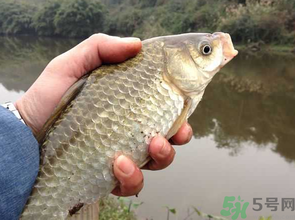 十月份釣鯽魚用什么餌？十月份釣鯽魚用什么餌料好？