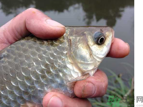 十月份釣鯽魚用什么餌？十月份釣鯽魚用什么餌料好？
