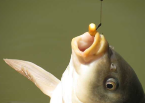 秋天釣魚用什么小藥？秋天釣魚小藥搭配
