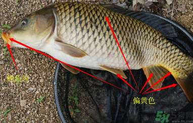 秋天釣鯉魚用什么小藥？秋天黑坑釣鯉魚用什么小藥？