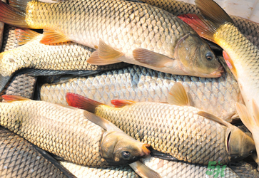 秋天釣鯉魚用什么小藥？秋天黑坑釣鯉魚用什么小藥？