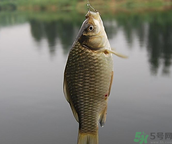 秋天黑坑釣鯽魚用什么餌料？秋天黑坑釣鯽魚餌料配方
