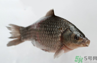 秋天黑坑釣鯽魚用什么餌料？秋天黑坑釣鯽魚餌料配方
