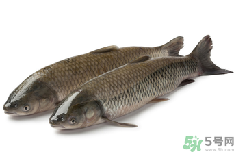 十月份草魚好釣嗎？十月份怎么釣草魚？