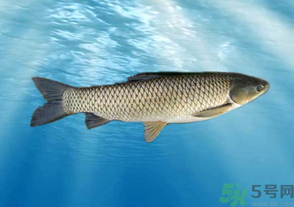 十月份草魚好釣嗎？十月份怎么釣草魚？