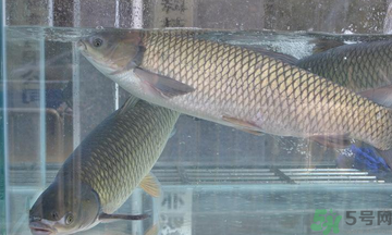 十月份草魚好釣嗎？十月份怎么釣草魚？