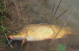 十月份可以釣鯉魚嗎？十月份釣鯉魚用什么餌？