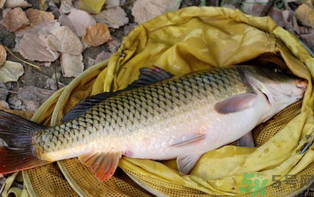 十月份可以釣鯉魚嗎？十月份釣鯉魚用什么餌？
