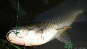 十月份可以釣鯉魚嗎？十月份釣鯉魚用什么餌？