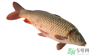 十月份可以釣鯉魚嗎？十月份釣鯉魚用什么餌？