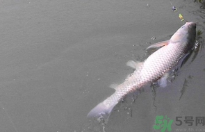 秋天釣草魚用什么餌？秋季釣草魚用什么餌最好？ 
