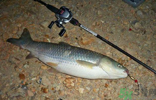 秋天釣草魚用什么餌？秋季釣草魚用什么餌最好？ 
