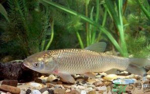 秋天釣草魚用什么餌？秋季釣草魚用什么餌最好？ 
