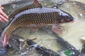 用玉米粒怎么釣鯉魚？玉米粒怎么泡制釣魚餌料？