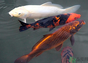 用玉米粒怎么釣鯉魚？玉米粒怎么泡制釣魚餌料？