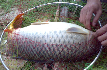 用玉米粒怎么釣鯉魚？玉米粒怎么泡制釣魚餌料？