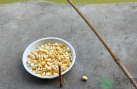 玉米粒怎么釣魚？怎么用玉米粒釣魚？