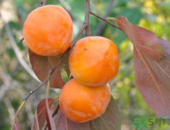 黃柿子和紅柿子有什么區(qū)別？紅柿子和黃柿子哪個(gè)好？