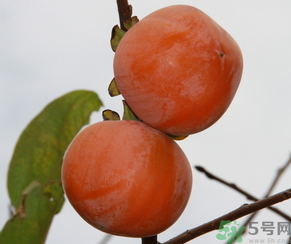 黃柿子和紅柿子有什么區(qū)別？紅柿子和黃柿子哪個(gè)好？
