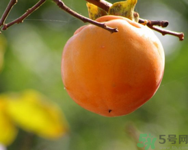 黃柿子和紅柿子有什么區(qū)別？紅柿子和黃柿子哪個(gè)好？