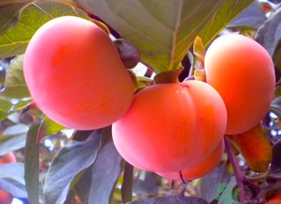 黃柿子和紅柿子有什么區(qū)別？紅柿子和黃柿子哪個(gè)好？