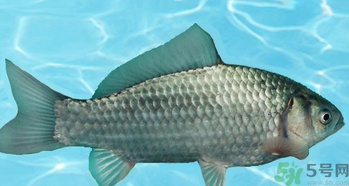 釣的魚在家怎么養(yǎng)活？釣的魚怎么保持不死？