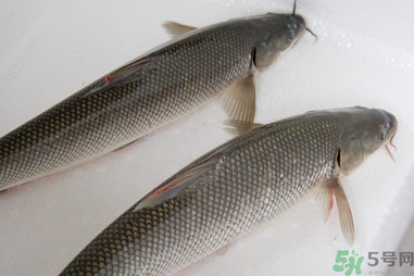 釣的魚在家怎么養(yǎng)活？釣的魚怎么保持不死？