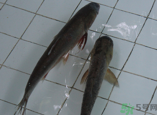 釣的魚在家怎么養(yǎng)活？釣的魚怎么保持不死？