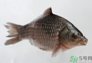 釣的魚死了還能吃嗎？釣的魚死了怎么處理？