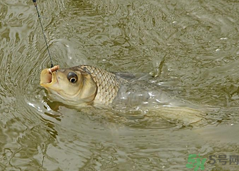 釣的魚死了還能吃嗎？釣的魚死了怎么處理？