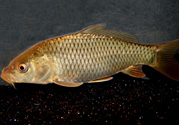 用玉米粒怎么釣鯉魚(yú)？玉米粒怎么泡制釣魚(yú)餌料？