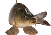 十月份草魚好釣嗎？十月份怎么釣草魚？