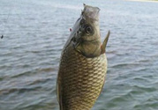 秋天黑坑釣鯽魚(yú)用什么餌料？秋天黑坑釣鯽魚(yú)餌料配方