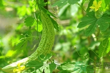 喝苦瓜能減肥嗎？喝苦瓜茶減肥效果怎么樣？