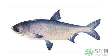 十月份能釣鰱魚嗎？鰱魚幾月份好釣？