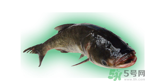 十月份能釣鰱魚嗎？鰱魚幾月份好釣？