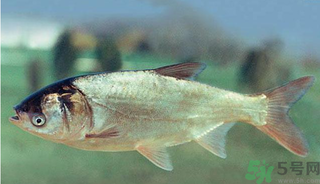 十月份能釣鰱魚嗎？鰱魚幾月份好釣？