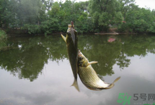 秋天釣魚什么風(fēng)向最好？秋天什么風(fēng)向好釣魚？