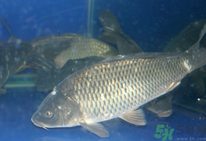 活鯉魚(yú)怎么保存？鯉魚(yú)怎么養(yǎng)才不容易死？