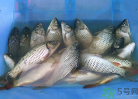活鯉魚(yú)怎么保存？鯉魚(yú)怎么養(yǎng)才不容易死？