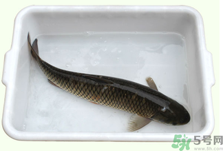鯉魚死了還能吃嗎？鯉魚死了多久不能吃？