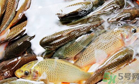 鯉魚死了怎樣保鮮？鯉魚死后怎么保存？