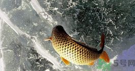 鯉魚死了怎樣保鮮？鯉魚死后怎么保存？