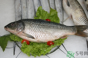 鯉魚死了怎樣保鮮？鯉魚死后怎么保存？