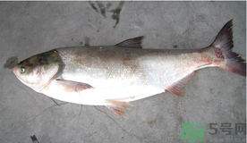 秋天釣鰱魚(yú)用什么餌料？秋天釣鰱魚(yú)用什么味餌？