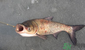 秋天釣鰱魚(yú)用什么餌料？秋天釣鰱魚(yú)用什么味餌？
