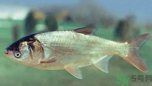 秋天釣鰱魚(yú)用什么餌料？秋天釣鰱魚(yú)用什么味餌？