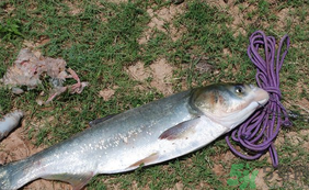 秋天怎么釣鰱魚？秋天釣鰱魚技巧
