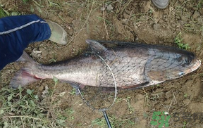 秋天怎么釣鰱魚？秋天釣鰱魚技巧