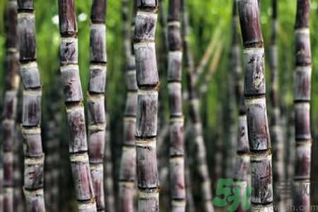 甘蔗發(fā)紅還能吃嗎？甘蔗中間發(fā)紅是怎么回事？